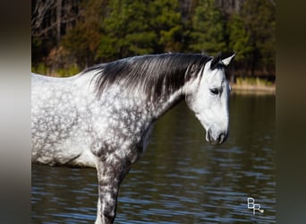 Percheron, Hongre, 10 Ans, 163 cm, Gris pommelé