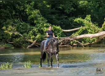 Percheron Croisé, Hongre, 10 Ans, 163 cm, Rouan Bleu