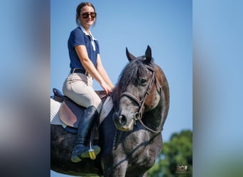 Percheron Croisé, Hongre, 10 Ans, 163 cm, Rouan Bleu