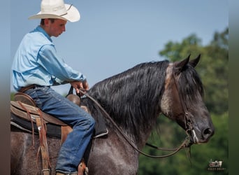 Percheron Croisé, Hongre, 10 Ans, 163 cm, Rouan Bleu