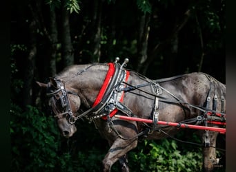 Percheron Croisé, Hongre, 10 Ans, 163 cm, Rouan Bleu