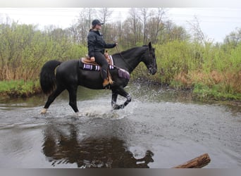 Percheron, Hongre, 10 Ans, 168 cm, Bai cerise