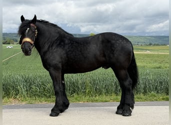 Percheron, Hongre, 10 Ans, 174 cm, Noir