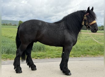 Percheron, Hongre, 10 Ans, 174 cm, Noir