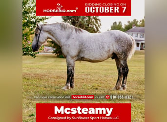 Percheron, Hongre, 10 Ans, 175 cm, Gris pommelé