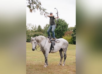 Percheron, Hongre, 10 Ans, 175 cm, Gris pommelé