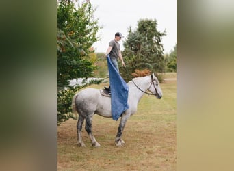 Percheron, Hongre, 10 Ans, 175 cm, Gris pommelé