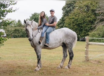 Percheron, Hongre, 10 Ans, 175 cm, Gris pommelé