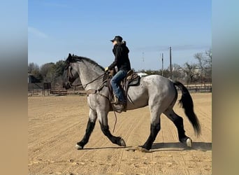Percheron, Hongre, 10 Ans, 180 cm, Rouan Bleu