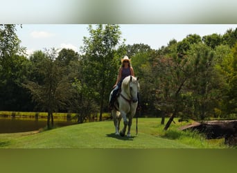 Percheron Croisé, Hongre, 11 Ans, 160 cm, Gris