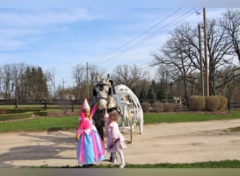 Percheron, Hongre, 11 Ans, 170 cm, Gris pommelé