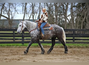 Percheron, Hongre, 11 Ans, 170 cm, Gris pommelé