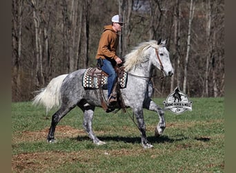 Percheron, Hongre, 12 Ans, 157 cm, Gris pommelé