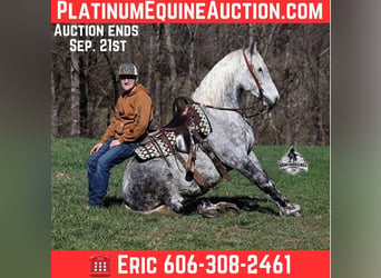 Percheron, Hongre, 12 Ans, 157 cm, Gris pommelé