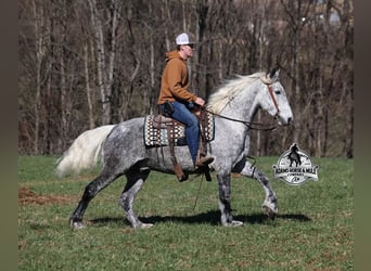 Percheron, Hongre, 12 Ans, 157 cm, Gris pommelé