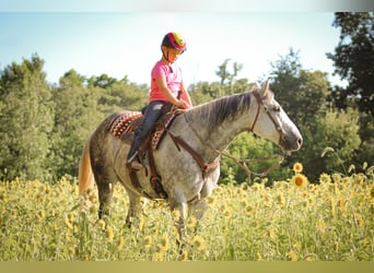 Percheron, Hongre, 12 Ans, 160 cm, Gris pommelé