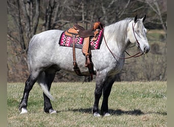 Percheron, Hongre, 12 Ans, 163 cm, Gris