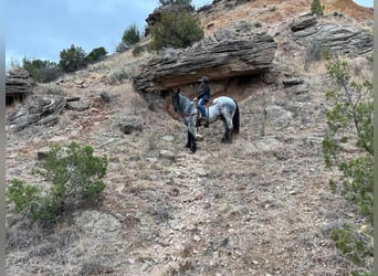 Percheron, Hongre, 12 Ans, 170 cm, Rouan Bleu