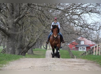 Percheron, Hongre, 12 Ans, 178 cm, Bai cerise
