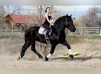 Percheron Croisé, Hongre, 12 Ans, 191 cm, Noir