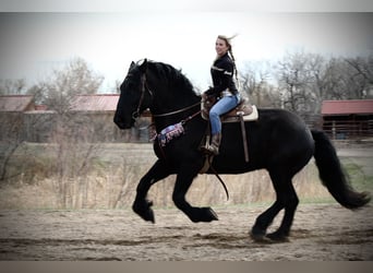 Percheron Croisé, Hongre, 12 Ans, 191 cm, Noir