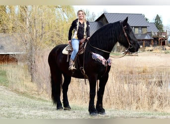 Percheron Croisé, Hongre, 12 Ans, 191 cm, Noir