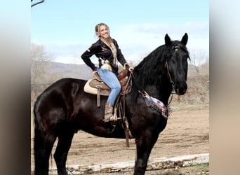 Percheron Croisé, Hongre, 12 Ans, 191 cm, Noir