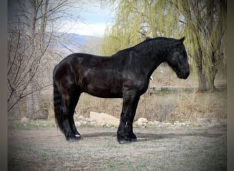Percheron Croisé, Hongre, 12 Ans, 191 cm, Noir