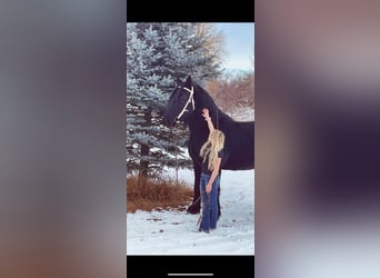 Percheron Croisé, Hongre, 12 Ans, 191 cm, Noir