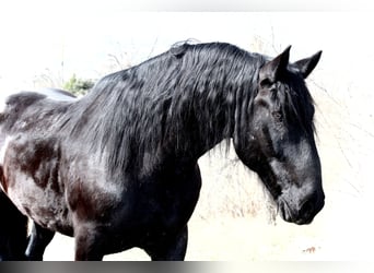 Percheron Croisé, Hongre, 12 Ans, 191 cm, Noir