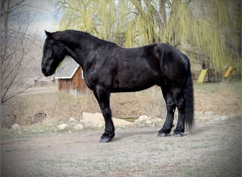 Percheron Croisé, Hongre, 12 Ans, 191 cm, Noir