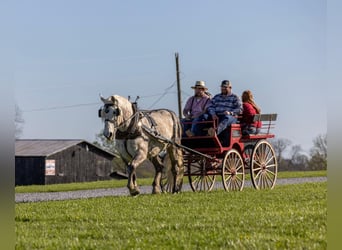 Percheron, Hongre, 14 Ans, 173 cm, Gris pommelé