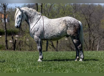 Percheron, Hongre, 14 Ans, 173 cm, Gris pommelé