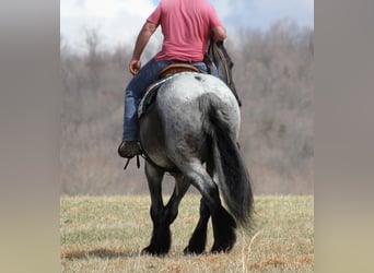 Percheron, Hongre, 15 Ans, 165 cm, Rouan Bleu