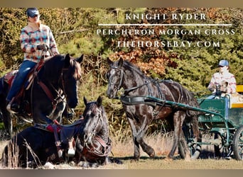 Percheron Croisé, Hongre, 3 Ans, 157 cm, Noir