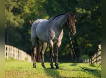 Percheron Croisé, Hongre, 3 Ans, 163 cm, Rouan Bleu