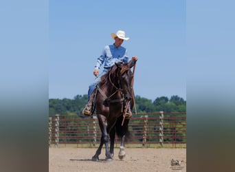 Percheron Croisé, Hongre, 3 Ans, Noir