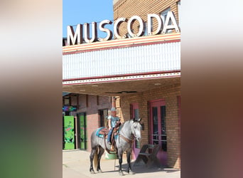 Percheron Croisé, Hongre, 4 Ans, 142 cm, Gris