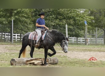 Percheron, Hongre, 4 Ans, 157 cm, Gris pommelé