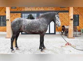 Percheron, Hongre, 4 Ans, 157 cm, Gris pommelé