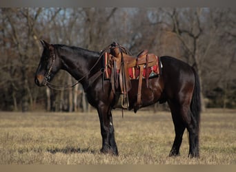 Percheron Croisé, Hongre, 4 Ans, 160 cm, Bai brun