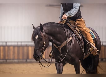 Percheron Croisé, Hongre, 4 Ans, 160 cm, Noir
