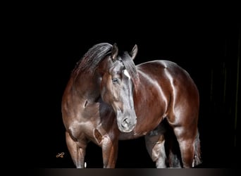 Percheron Croisé, Hongre, 4 Ans, 160 cm, Noir