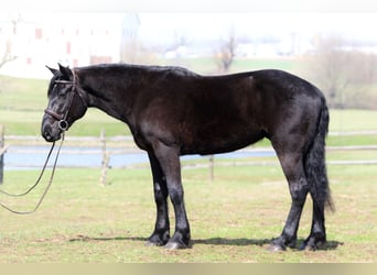 Percheron Croisé, Hongre, 4 Ans, 160 cm, Noir