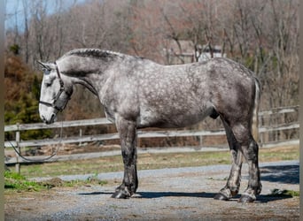 Percheron, Hongre, 4 Ans, 163 cm, Gris