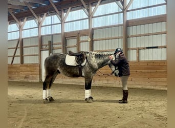 Percheron, Hongre, 4 Ans, 163 cm, Gris