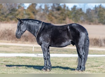 Percheron Croisé, Hongre, 4 Ans, 163 cm, Noir