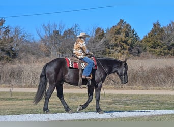 Percheron Croisé, Hongre, 4 Ans, 163 cm, Noir