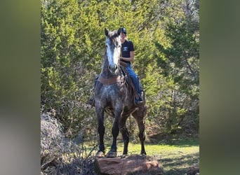 Percheron, Hongre, 4 Ans, 165 cm, Gris pommelé