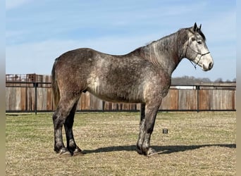 Percheron, Hongre, 4 Ans, 165 cm, Gris pommelé